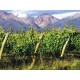 Vino Tinto Kaiken Terroir Malbec Bonarda Petit Verdot 750 ml - Envío Gratuito