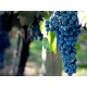 Vino Tinto Trumpeter Malbec Reserva 750 ml - Envío Gratuito