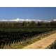 Vino Tinto Valentín Bianchi Cabernet Sauvignon 750 ml - Envío Gratuito